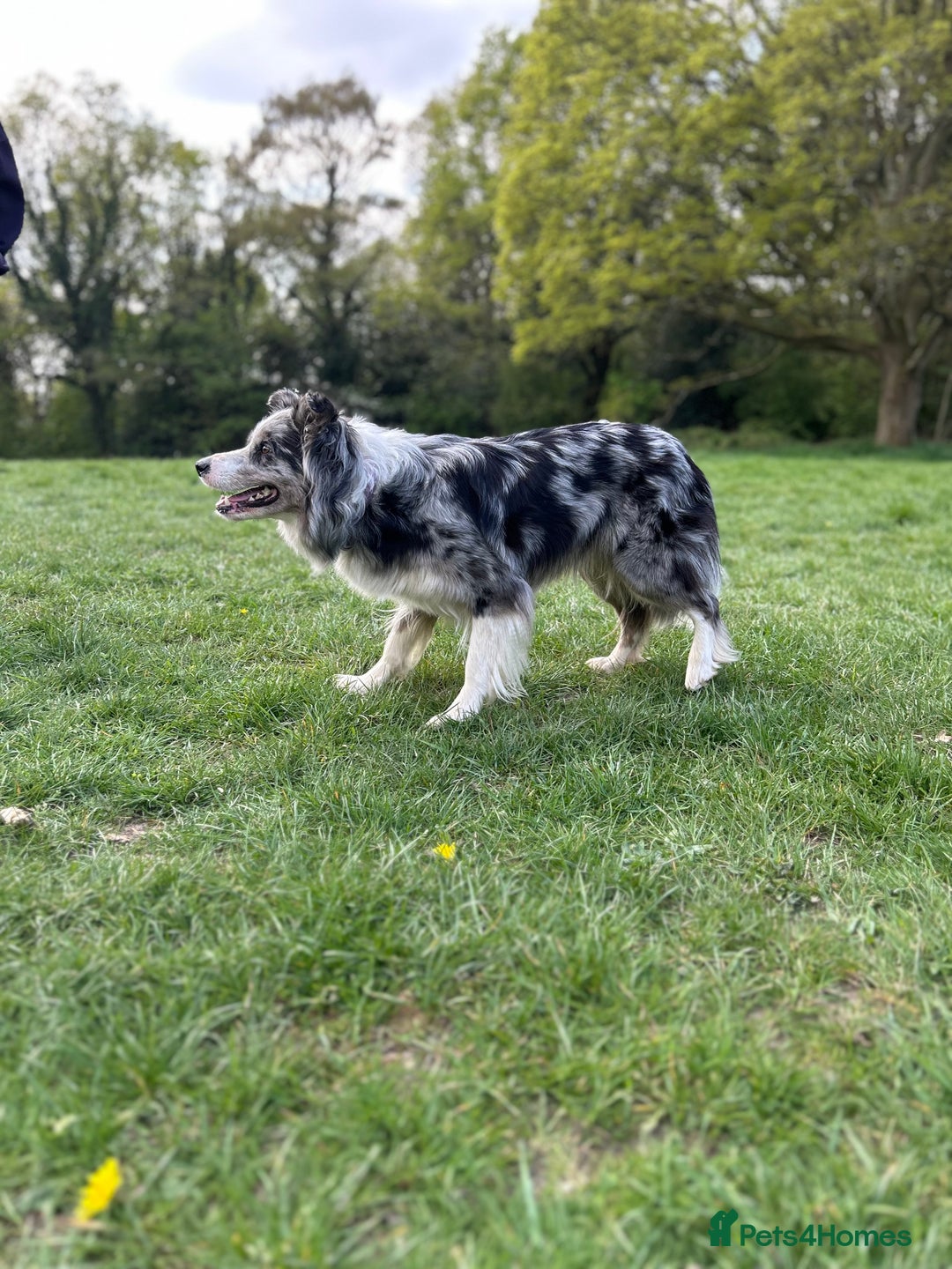 Mixed Breed dogs for sale: Stunning Border Collie x Belgian Malinois Puppies - Advert 7
