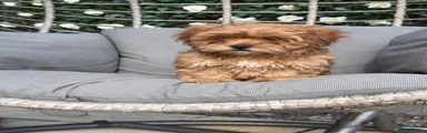 Shihpoo 2