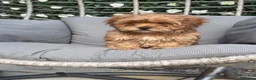 Shihpoo dogs for sale: Shihpoo Puppies  - Advert 4