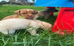 Cocker Spaniel dogs for sale: READY SOON! Working Cocker Spaniel mix Puppies  - Image 20