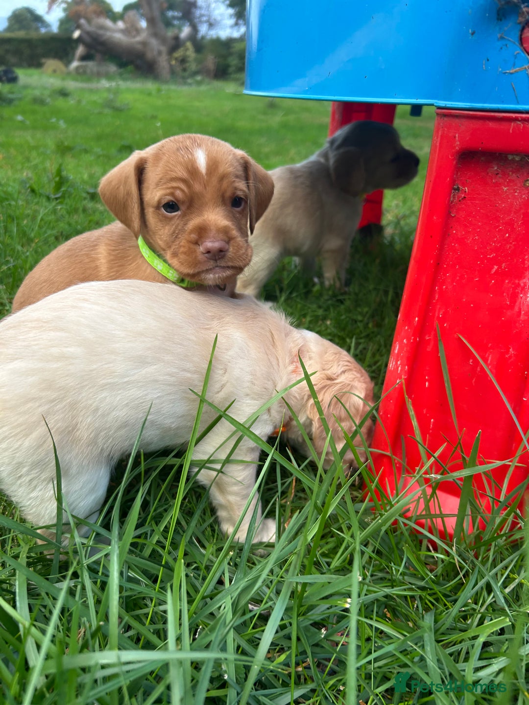 Cocker Spaniel dogs for sale: READY SOON! Working Cocker Spaniel mix Puppies  - Image 20