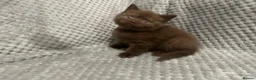 British Shorthair cats for sale: GCCF Registered Chocolate BSH kittens  - Advert 16