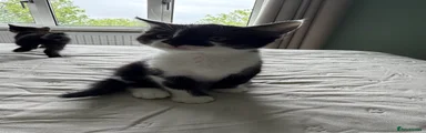 Mixed Breed Kitten 1
