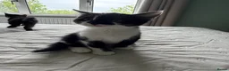 Mixed Breed cats for sale: Beautiful kittens - Advert 5
