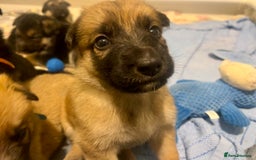 German Shepherd dogs for sale: BEAUTIFUL GERMAN SHEPHERD PUPPIES 😍 - Image 15