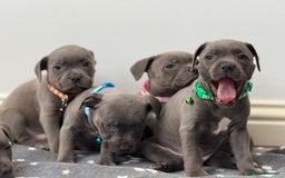 Staffordshire Bull Terrier dogs for sale: Beautiful Babies Ready to Leave  - Image 9