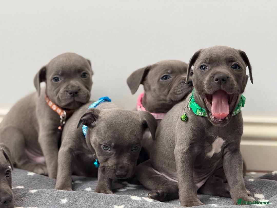 Staffordshire Bull Terrier dogs for sale: Beautiful Babies Ready to Leave  - Image 9