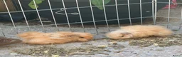 Guinea Pig rodents for sale: 10 week old baby boars  - Advert 6