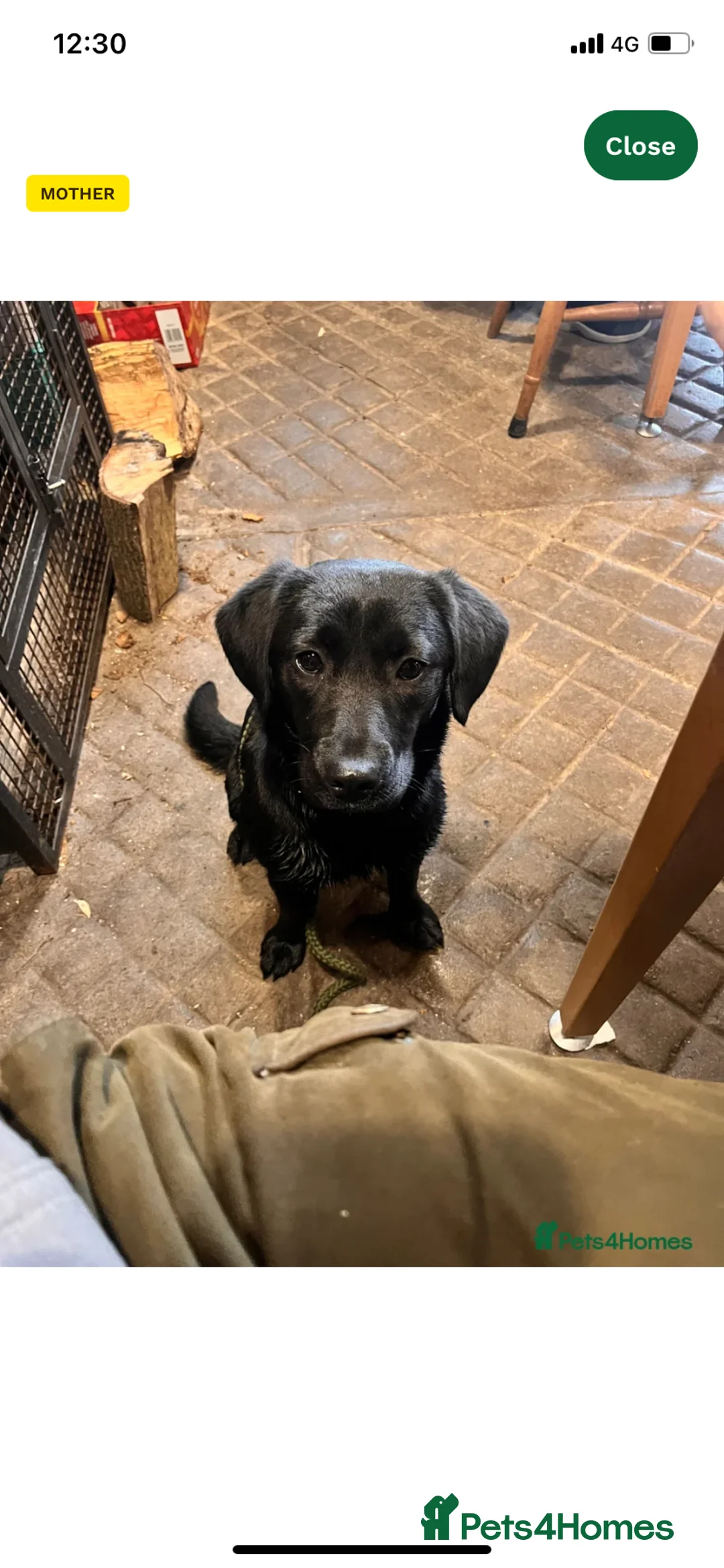 Labrador Retriever dogs for sale: Black Labrador  in Coventry - Advert 9