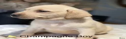 Labrador Retriever dogs for sale: Health tested yellow/champagne Labrador puppies - Advert 3