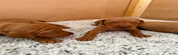 Hungarian Vizsla dogs for sale: KC registered Hungarian Vizsla puppies - Advert 7