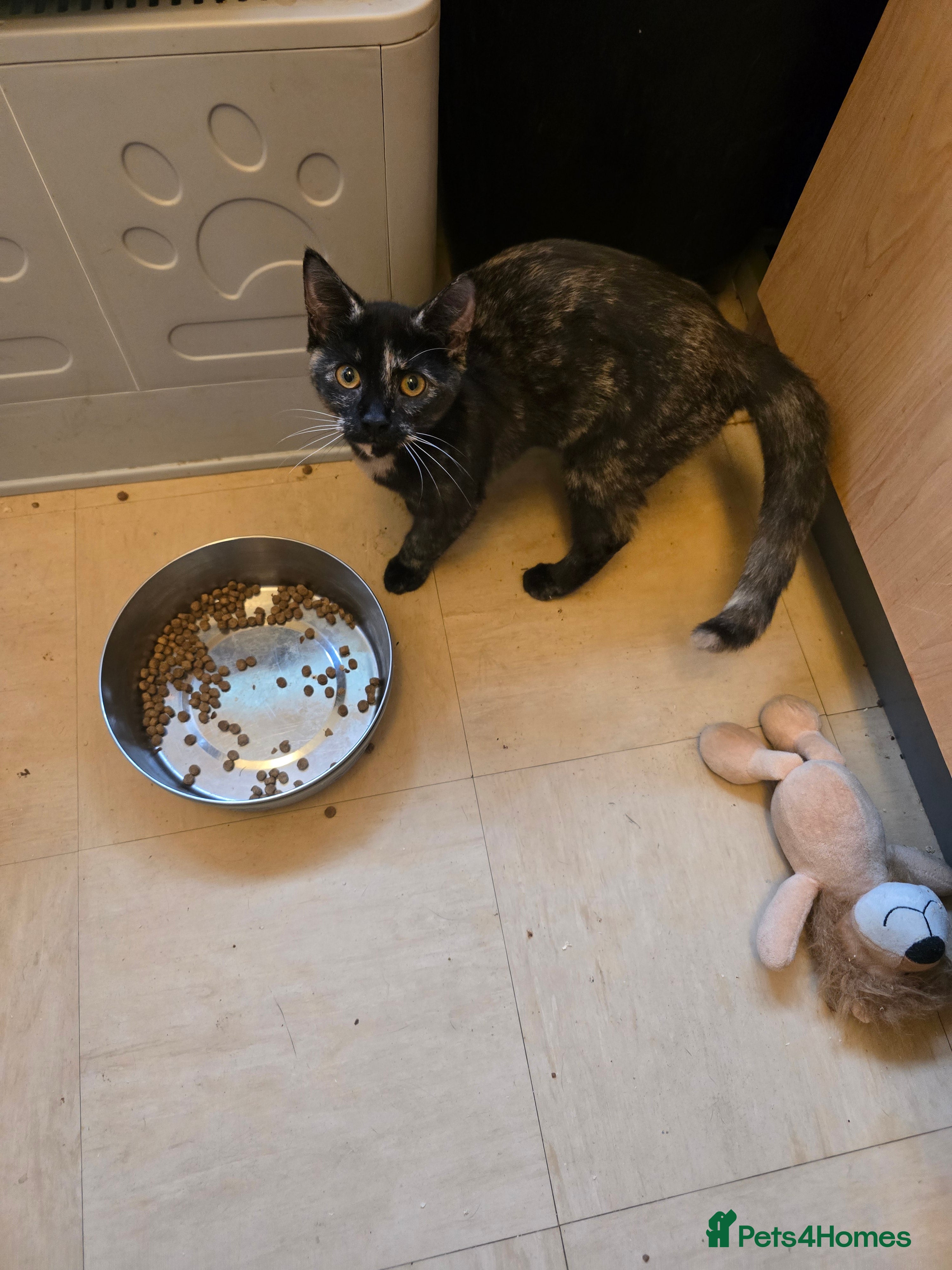 Mixed Breed cats for sale: FEMALE KITTEN  - Advert 2