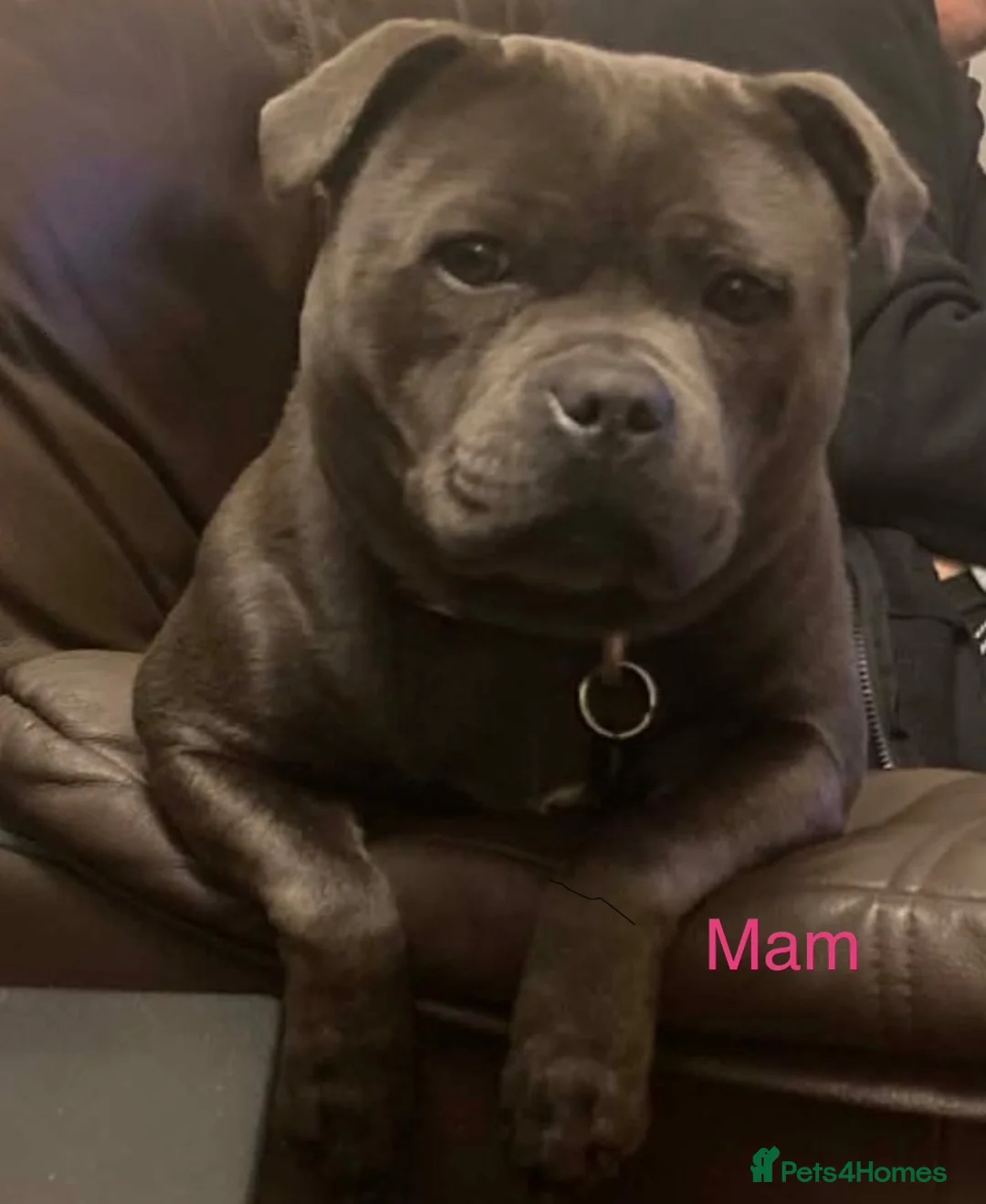 Staffordshire Bull Terrier dogs for sale: Bullscaff PIRO, pharon&bill puppies - Advert 2
