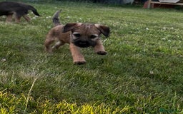 Border Terrier dogs for sale: Pedigree border terrier puppies  - Image 4