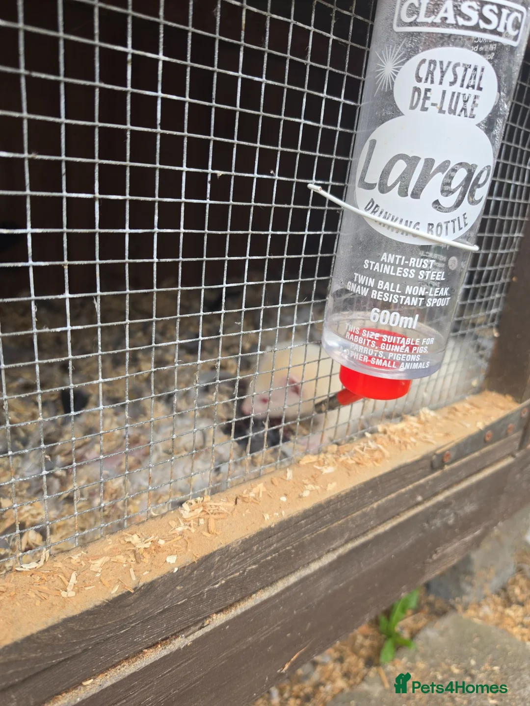 Ferret rodents for sale: Ferrets  in Lincoln - Advert 2