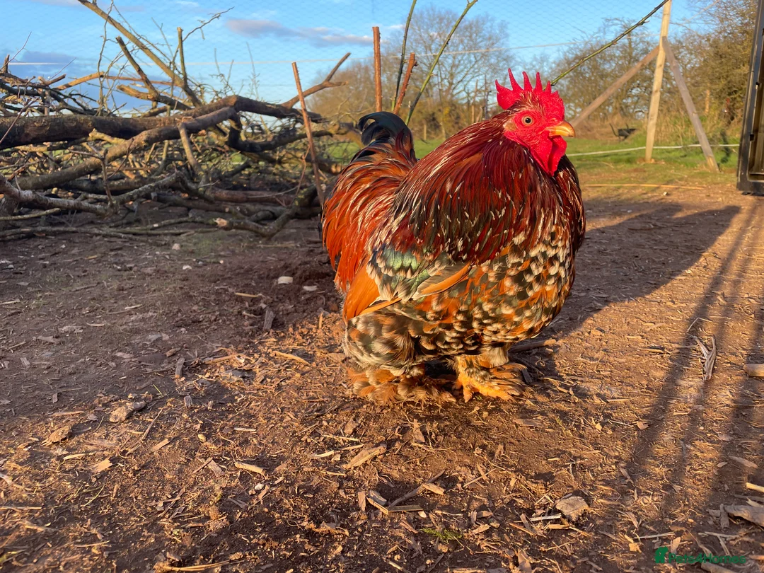 Chickens poultry for sale: Two bantam roosters for sale - Advert 5