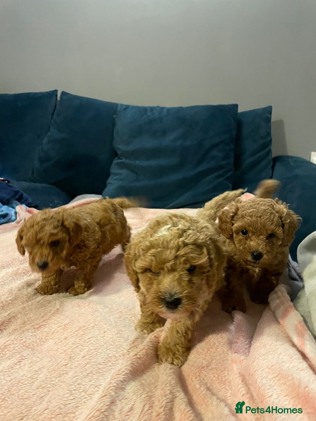 Cavapoo dogs for sale: Toy Cavapoo puppies - Advert 7