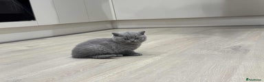 British Shorthair Kitten 1