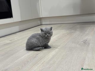 British Shorthair cats 🐾💙 Meet our little gentleman! 💙🐾 - Advert 6