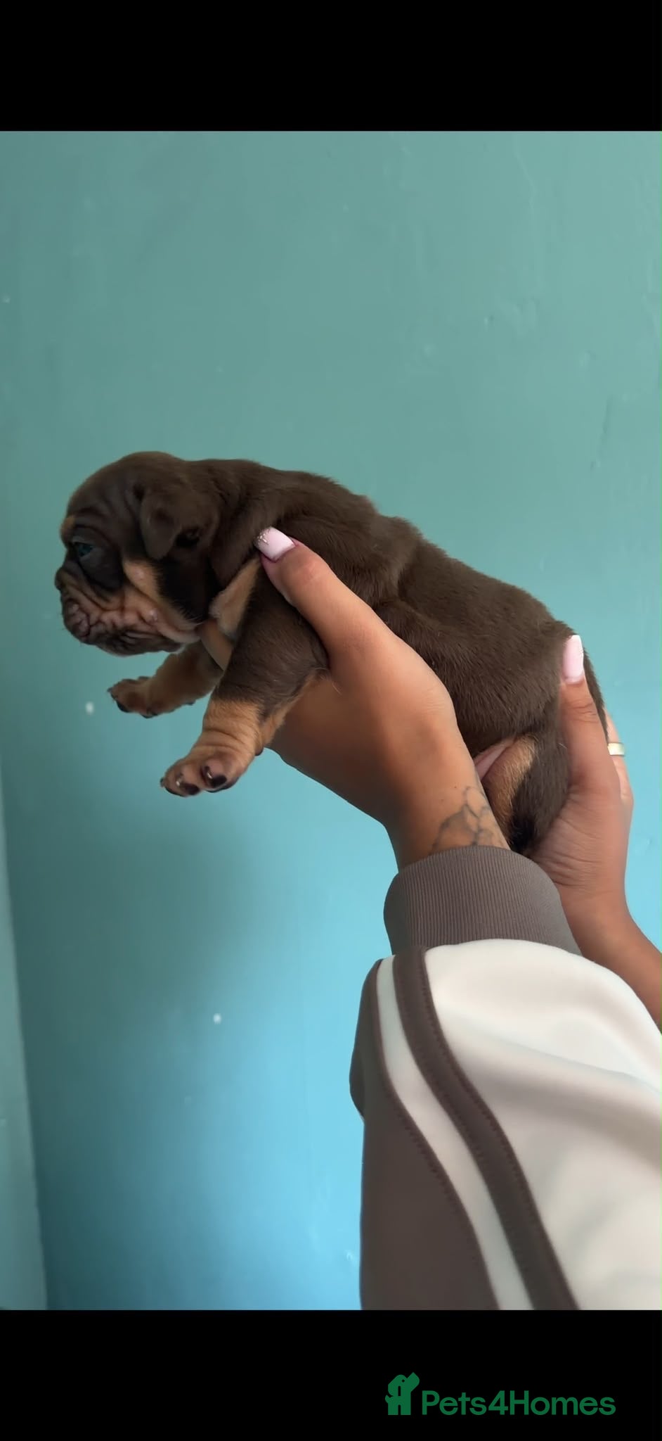 Olde English Bulldogge dogs Old English bulldogs  - Advert 2