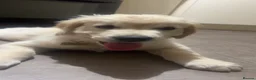 Golden Retriever dogs for sale: Golden retriever boy - Advert 4
