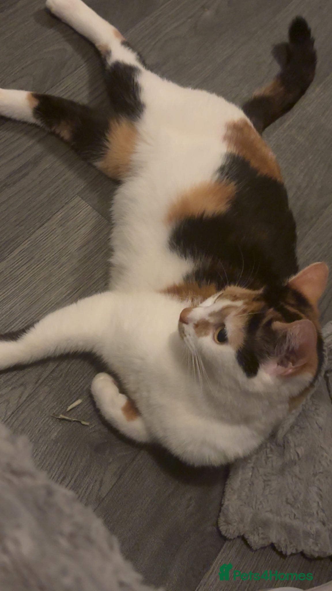 Mixed Breed cats Calico mixed girl tabby cat  - Advert 1