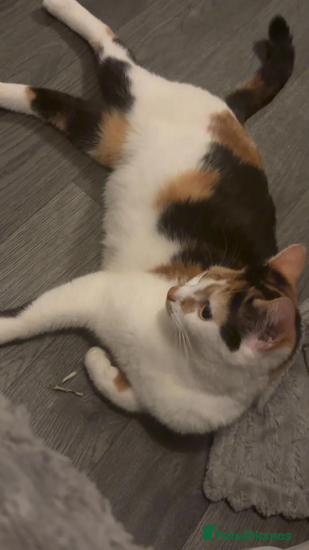 Mixed Breed cats for sale: Calico mixed girl tabby cat  - Advert 1