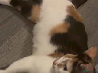 Mixed Breed cats Calico mixed girl tabby cat - Advert 3