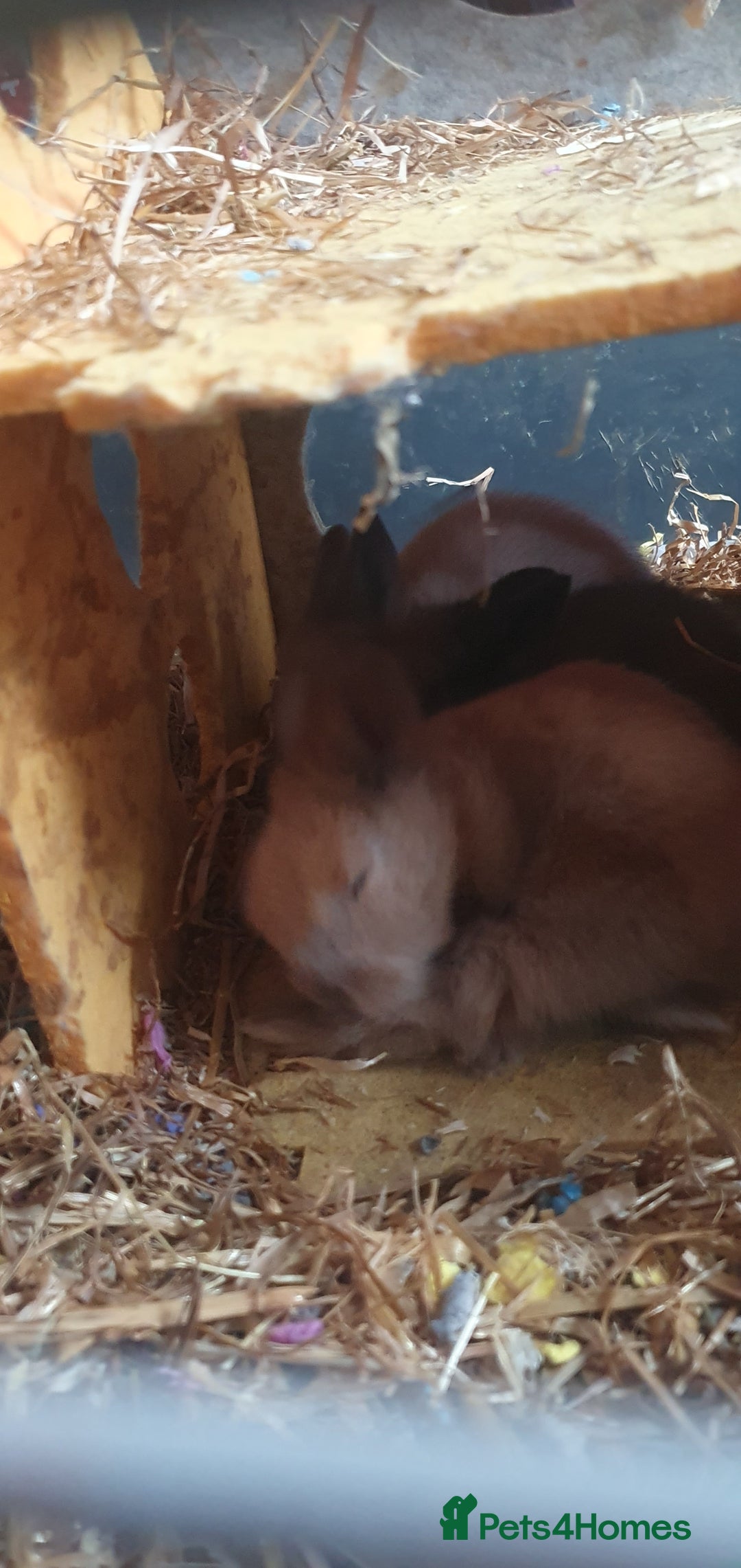 Lionhead rabbits for sale: Double main lionheads - Advert 3