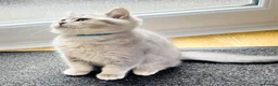 British Shorthair cats for sale: A Girl Available- GCCF/TICA British Shorthair  - Advert 25