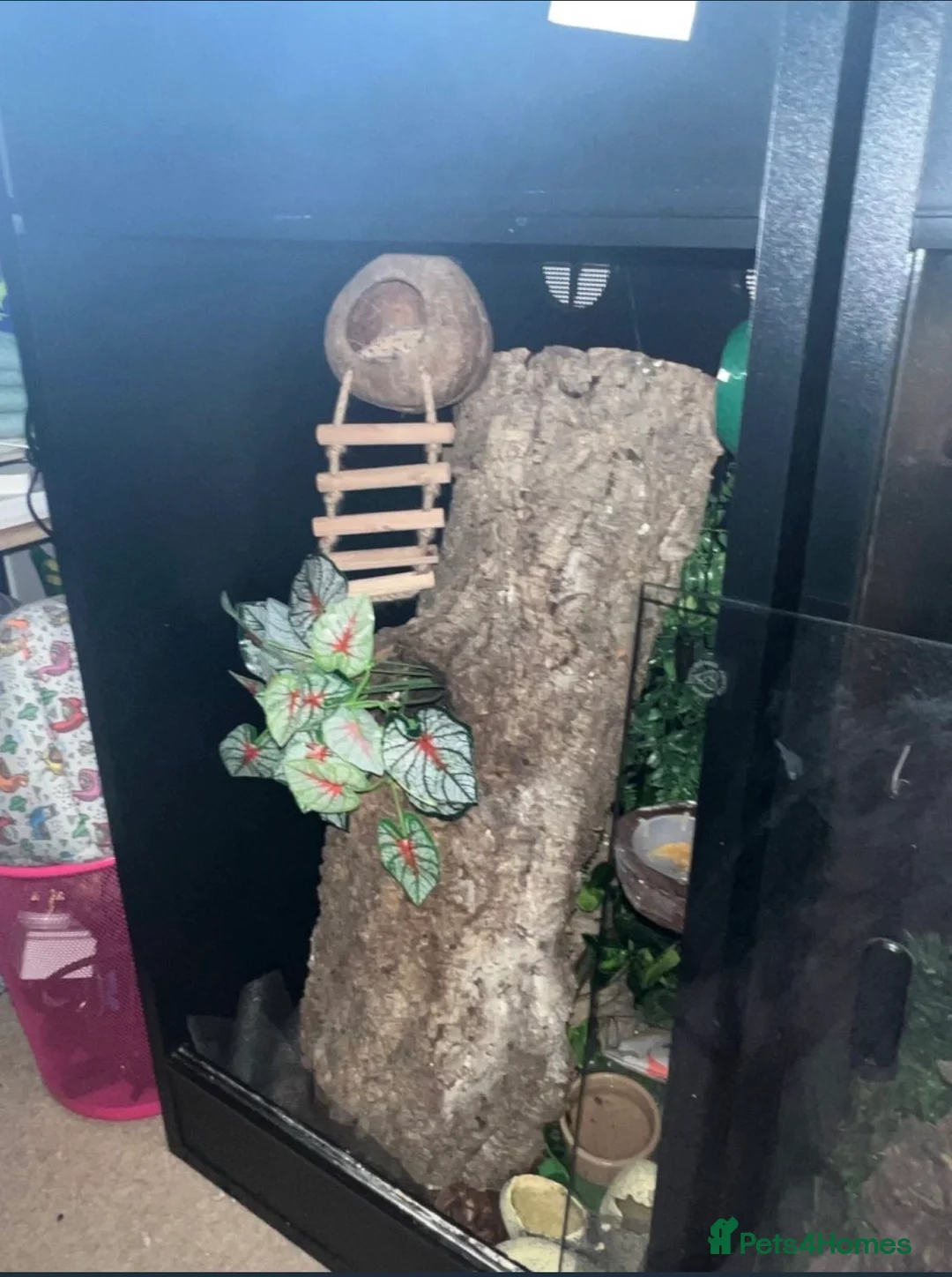 Gecko reptiles for sale: Super Dalmatian Crested Gecko £380 - Advert 11