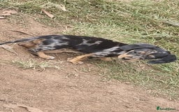 Miniature Dachshund dogs for sale: Amazing purebred mini Dachshunds smoothhair - Image 6