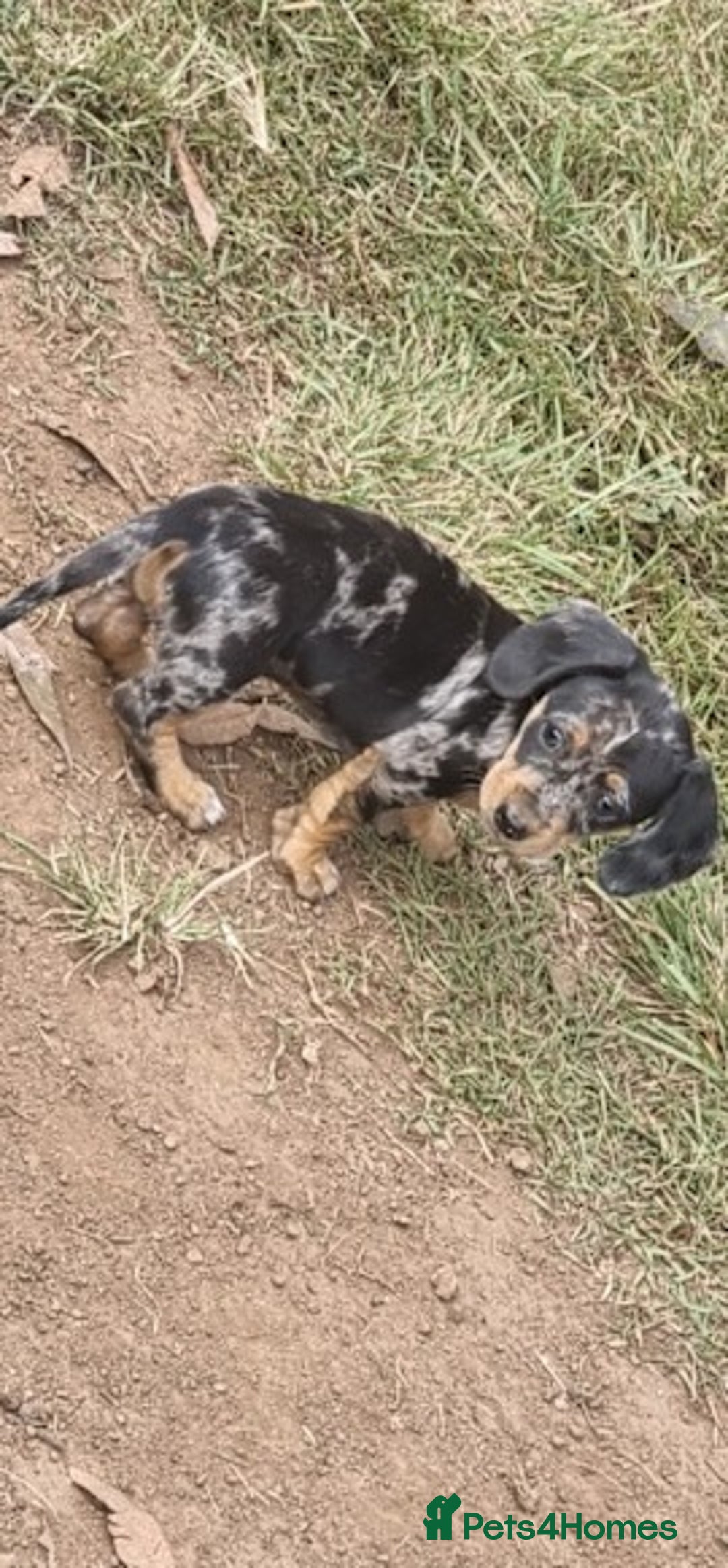 Miniature Dachshund dogs for sale: Amazing purebred mini Dachshunds smoothhair - Image 6