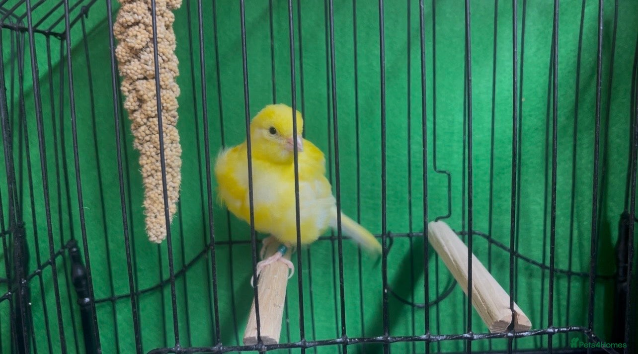 Canaries birds Young Canaries - Advert 6