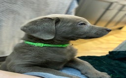 Labrador Retriever dogs for sale:  Ready for collection from today 🩶💚🩶   - Image 6