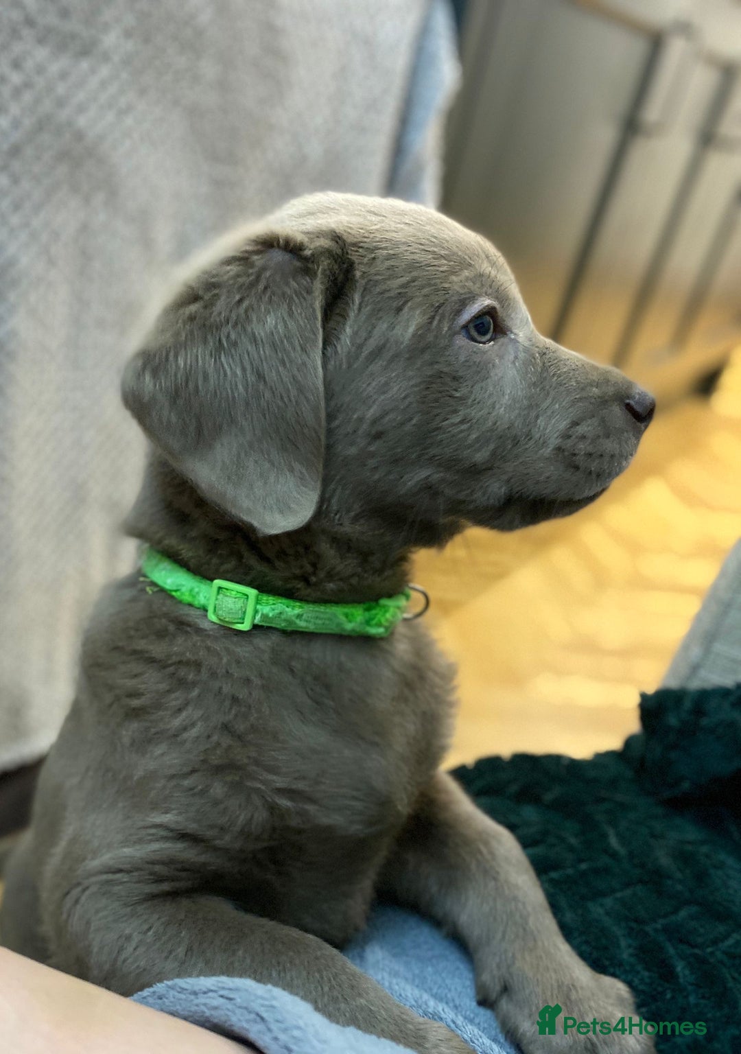 Labrador Retriever dogs for sale:  Ready for collection from today 🩶💚🩶   - Image 6