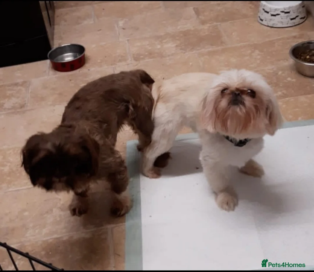 Shih Tzu dogs for stud:  imperial studs both proven  in Bolton - Advert 7