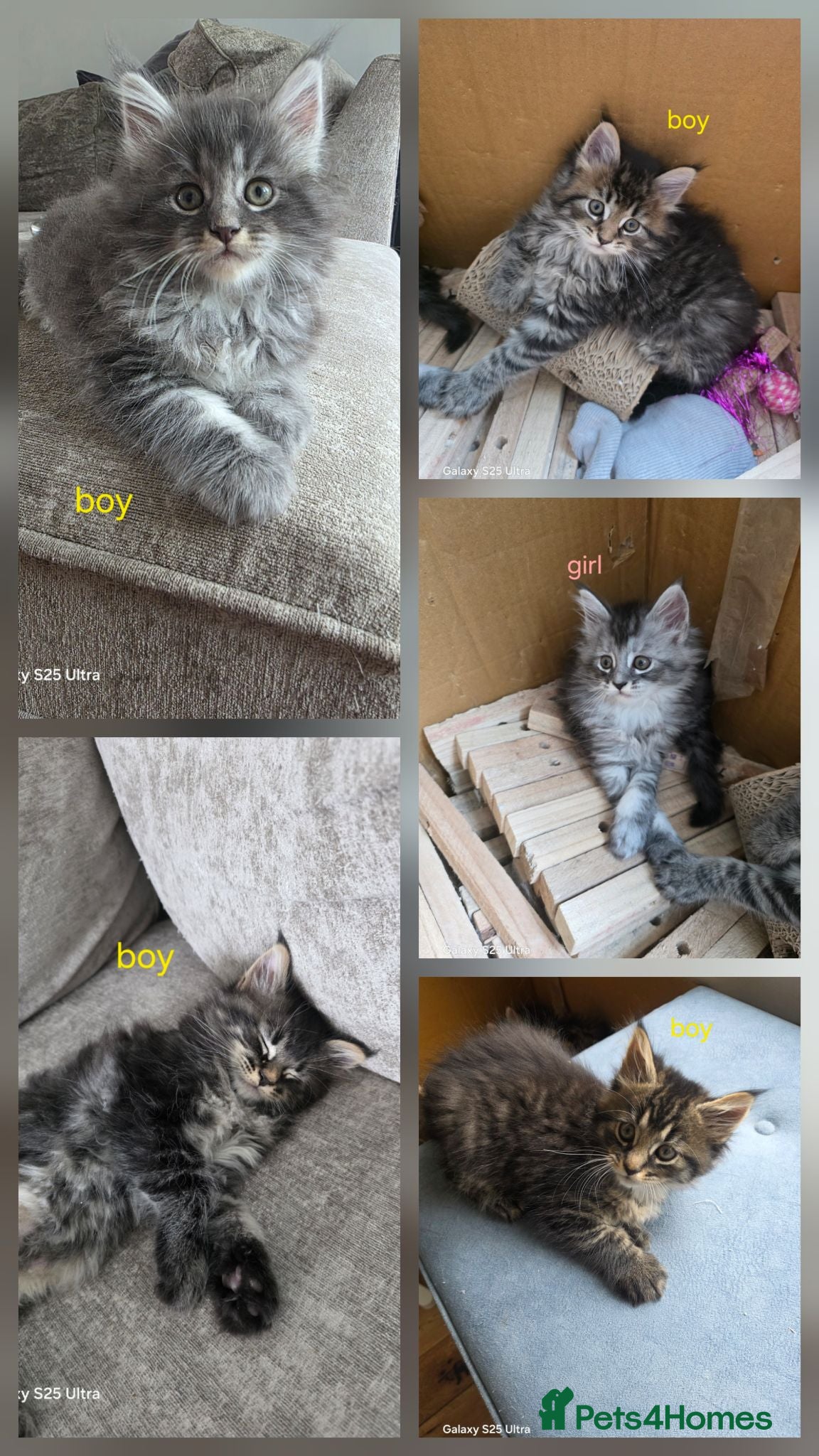 Maine Coon cats Ready now adorable maine coon Kittens 4bs & 1g - Advert 1