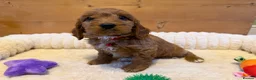 Cavapoo dogs for sale: Dad Red F1 Cavapoo Puppies  - Advert 6