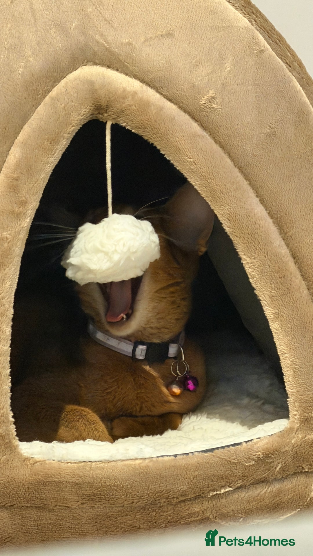 Abyssinian cats for sale: Tanny – 1.5-Year-Old Abyssinian Cat - Advert 7