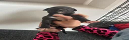 Greyhound dogs for sale: Grayhound x bullmastiff  - Advert 2