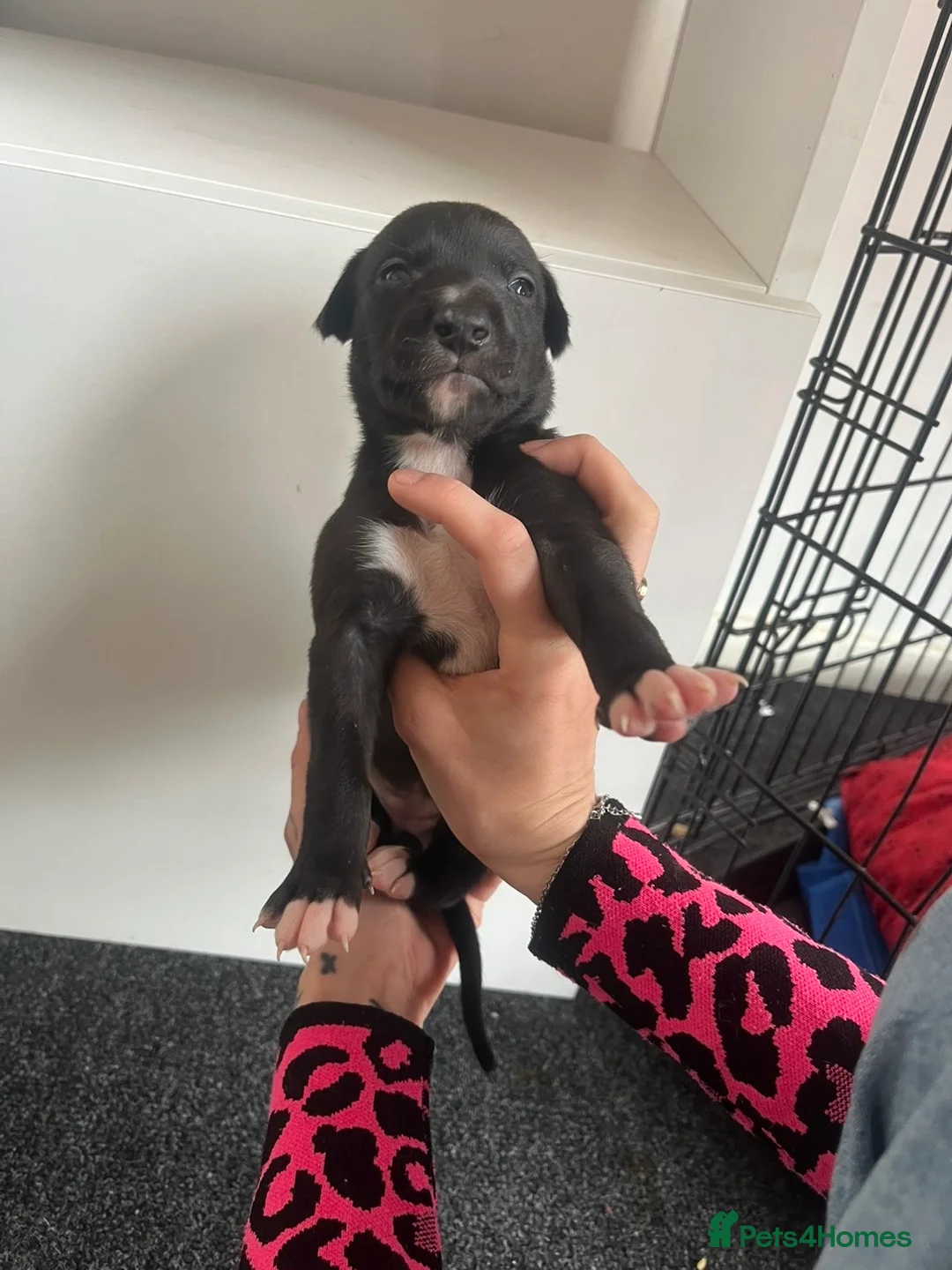 Greyhound dogs for sale: Grayhound x bullmastiff  - Advert 2