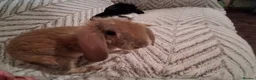 Mixed Breed rabbits for sale: Lop x rex astrex plush boy  - Advert 3