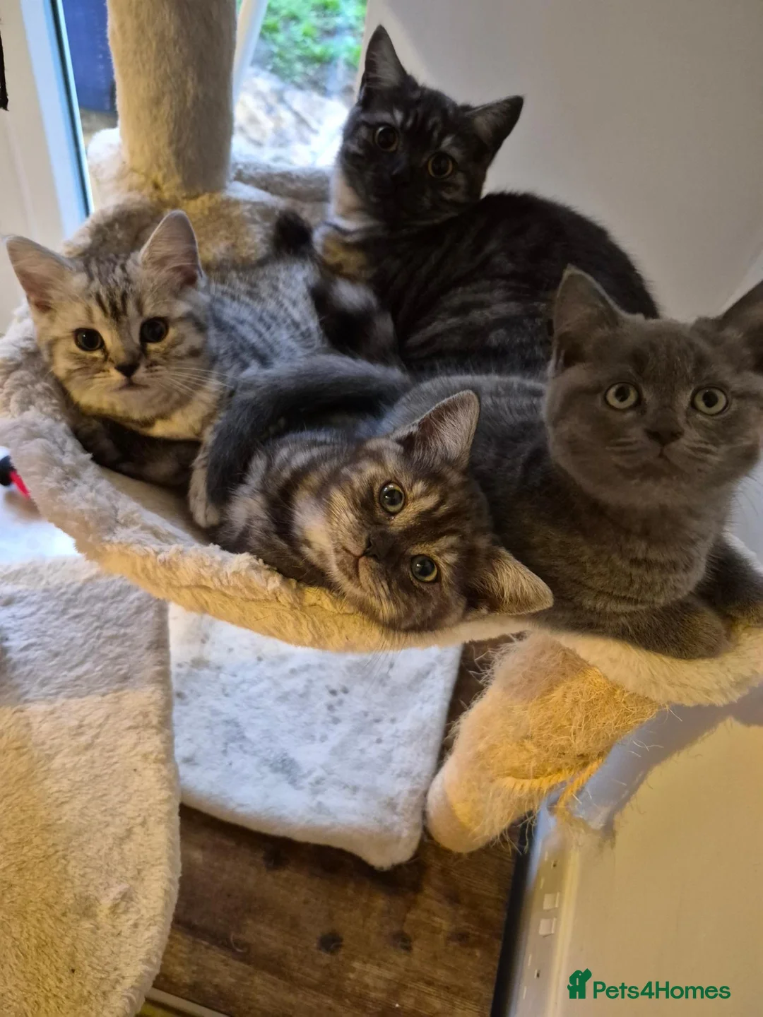 British Shorthair cats for sale: Gorgeous British shorthair x babies in Mansfield - Advert 2