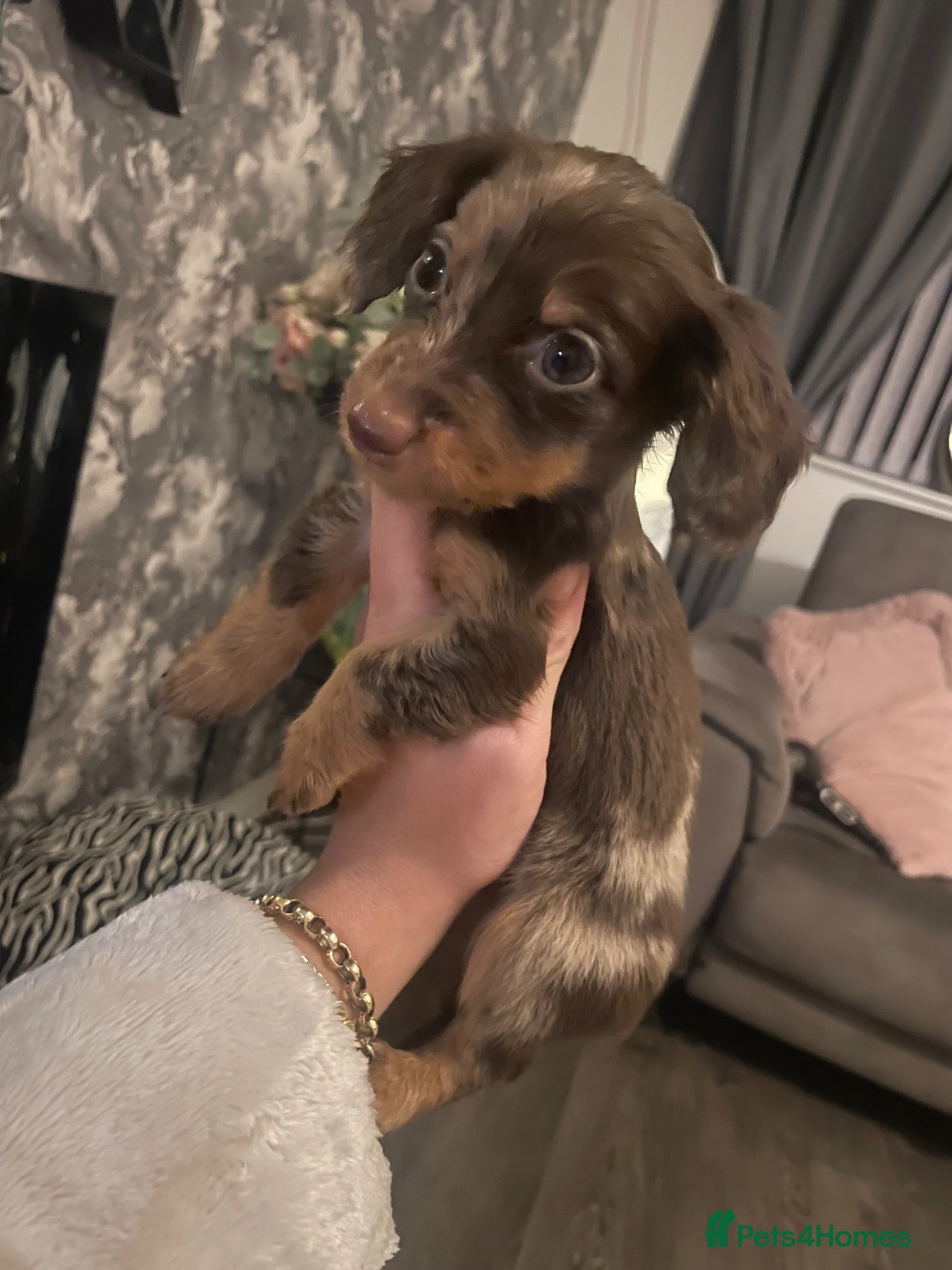 Miniature Dachshund dogs Fluffy miniature dachshund  - Advert 2