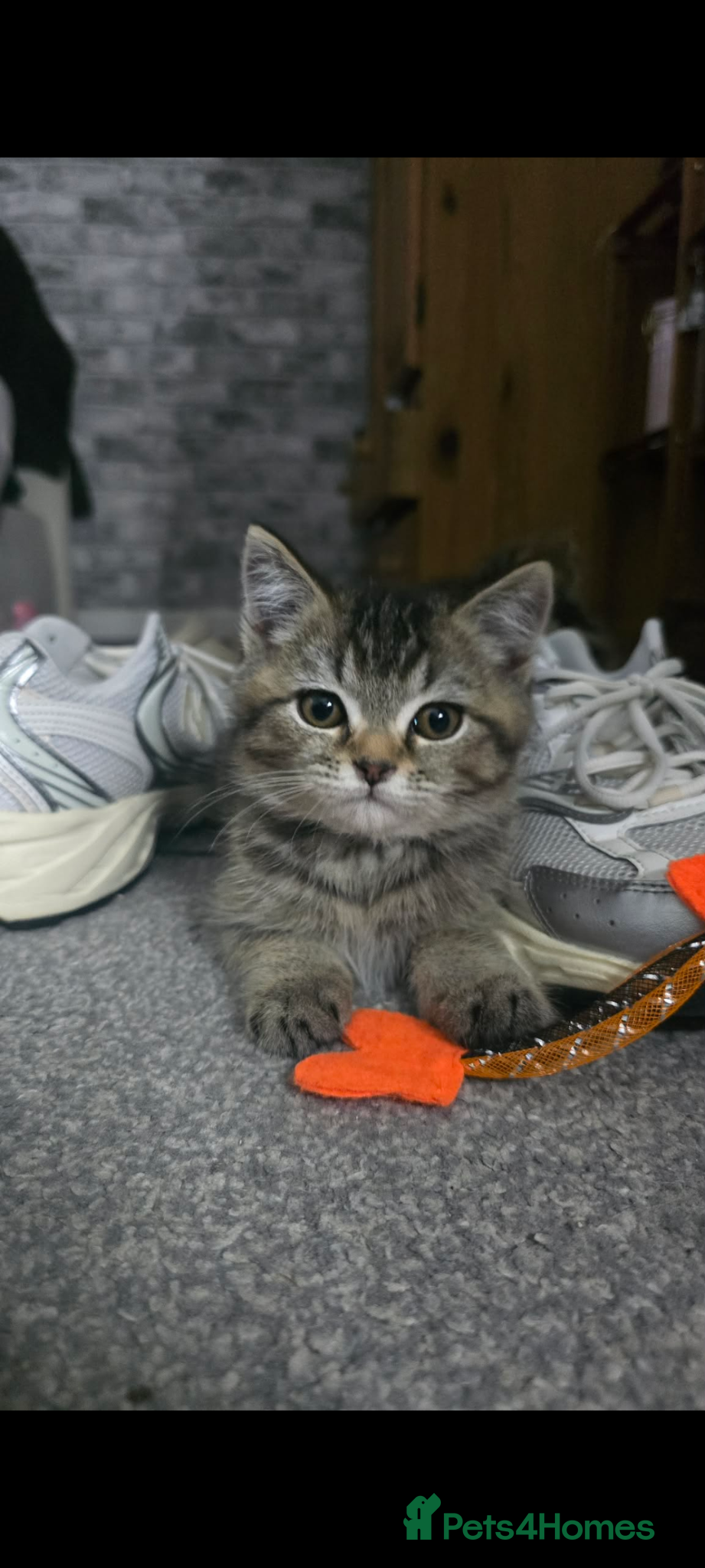 British Shorthair cats Fully vaccs British shorthair kittens.Ready now - Advert 17
