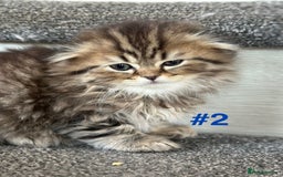 Scottish Fold cats for sale: Adorable Scottish Fold Kittens Ready for New Homes - Image 3