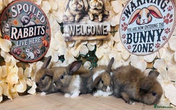 Mini Lion Lop rabbits for sale: Mini lion lops - Image 2