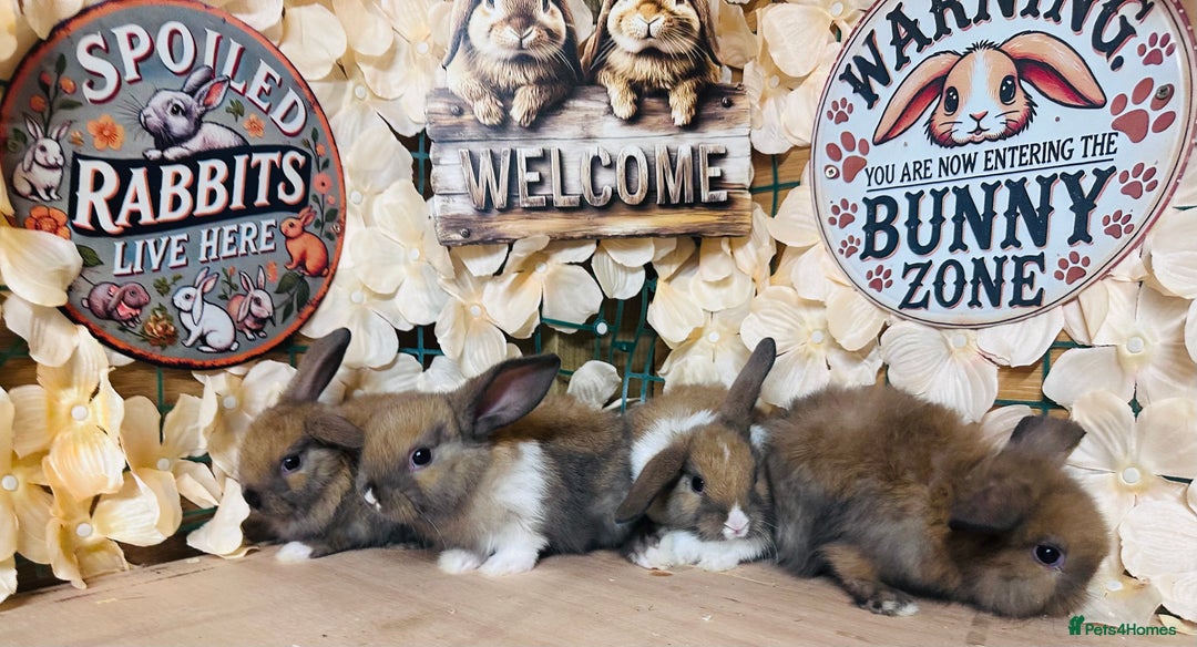Mini Lion Lop rabbits for sale: Mini lion lops - Image 2