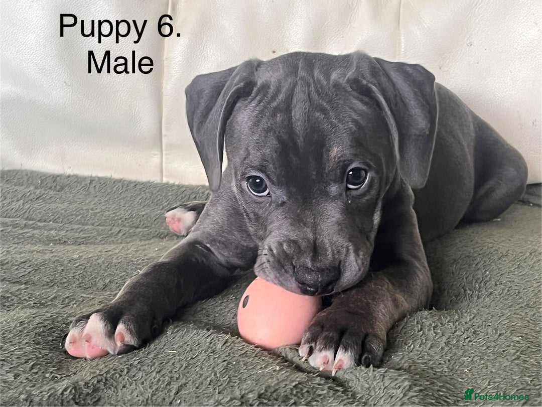 Staffordshire Bull Terrier dogs for sale: Beautiful Staffy puppies  - Image 6